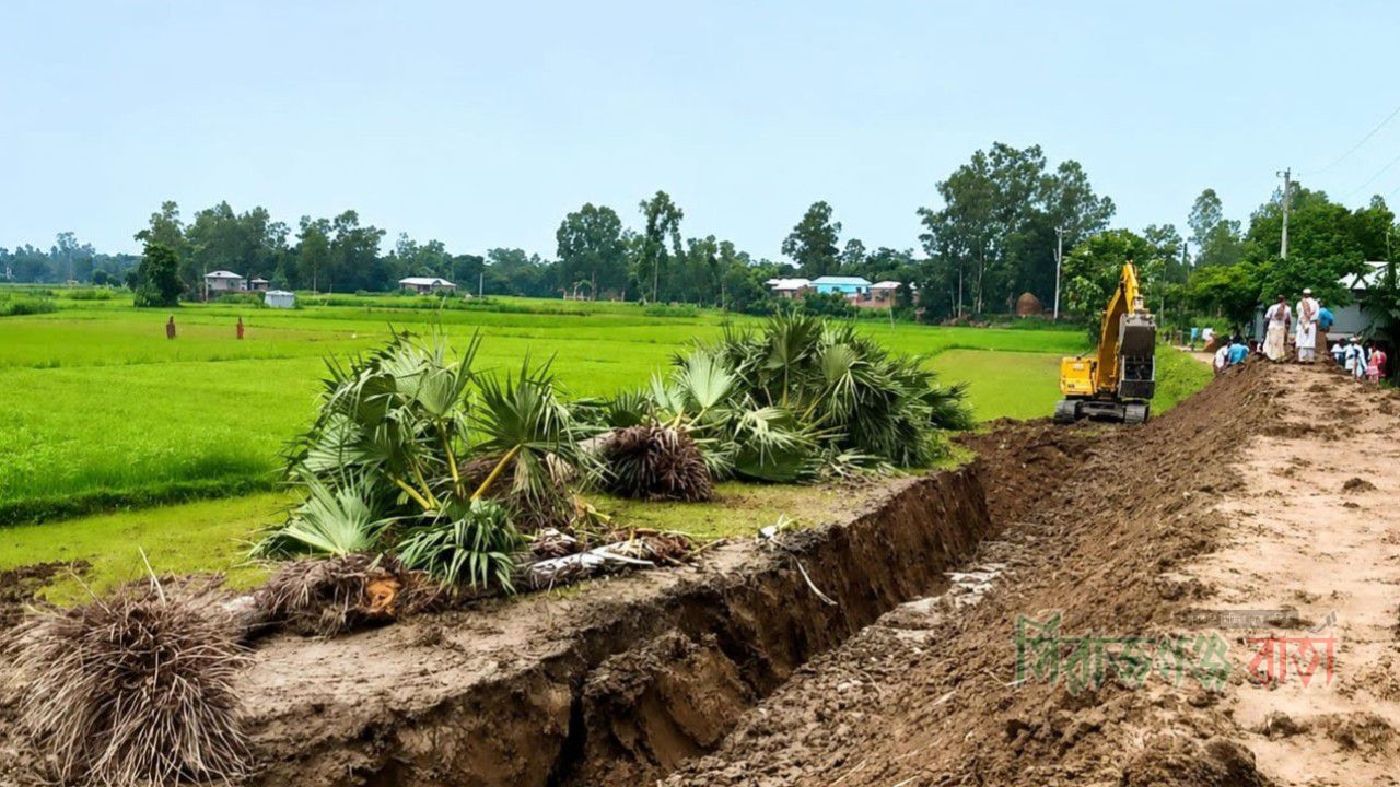 উল্লাপাড়ায় রাস্তার উন্নয়ন কাজের নামে উপরে ফেলা হলো ২০টি তালগাছ