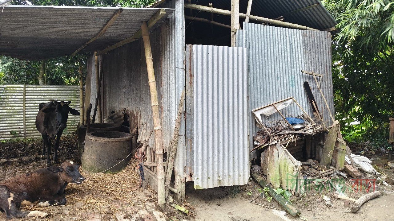 কামারখন্দে এক রাতে দুটি গোয়ালঘরের তালা ভেঙে ৭টি গরু চুরি